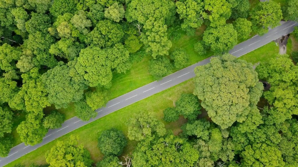 Road surrounded by trees